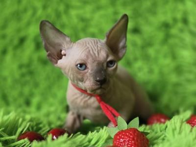 Remus - Sphynx - Gallery Photo #1