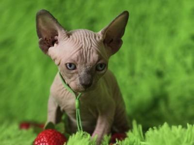 Romulus - Sphynx - Gallery Photo #1