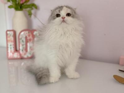 Scottish Fold Longhair Blue Bicolor Girl - Scottish Fold - Gallery Photo #1