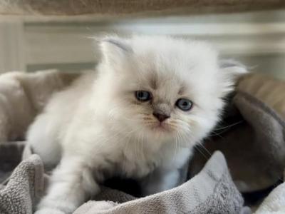 Twixies Summer Litter - Himalayan - Gallery Photo #1