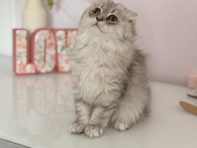 Blue Spotted Scottish Fold Longhair Female - Scottish Fold - Gallery Photo #1