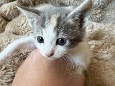 Max - Manx - Gallery Photo #1
