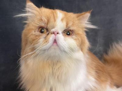 Marlin - Persian - Gallery Photo #1