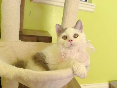 SK021 - Selkirk Rex - Gallery Photo #1