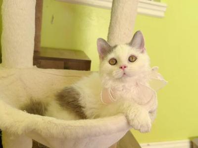 SK021 - Selkirk Rex - Gallery Photo #1