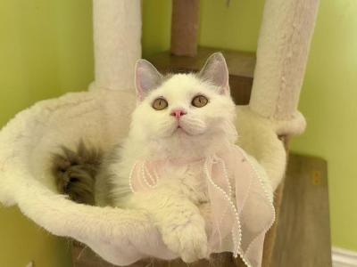 SK021 - Selkirk Rex - Gallery Photo #1