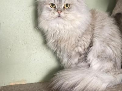 Boaz - Persian - Gallery Photo #1