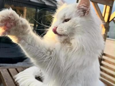 Lush - Maine Coon - Gallery Photo #1