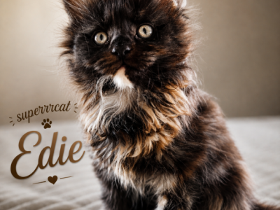 DORIS - Maine Coon - Gallery Photo #1