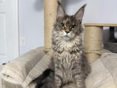Gabby - Maine Coon - Gallery Photo #1