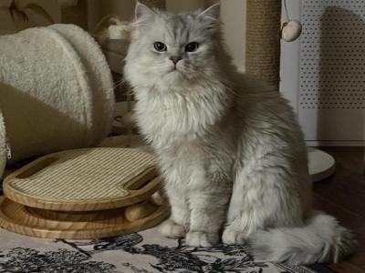 Romeo - Persian - Gallery Photo #1
