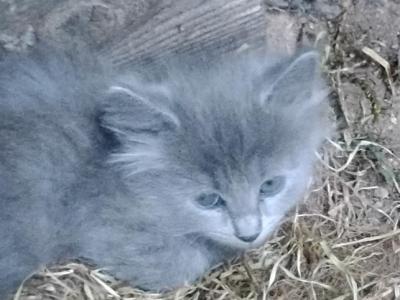 Unique Maine Coon Hybrid Kittens - Maine Coon - Gallery Photo #1