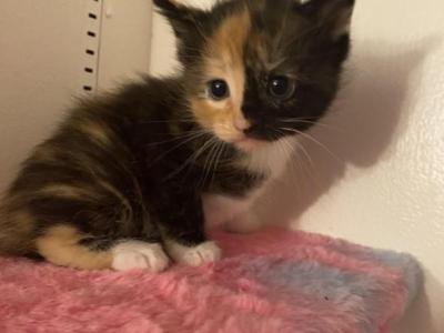 Bella - Maine Coon - Gallery Photo #1