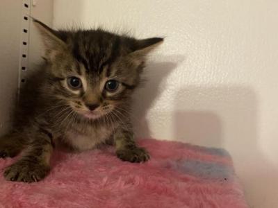 Zeus - Maine Coon - Gallery Photo #1