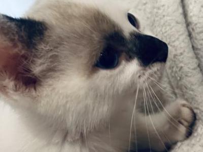 Kitty - American Wirehair - Gallery Photo #1