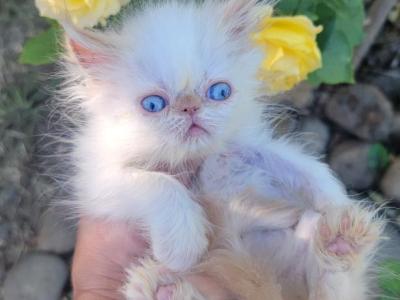 Miss Flame - Persian - Gallery Photo #1