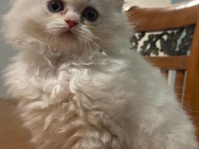 Leles Litter - British Shorthair - Gallery Photo #1