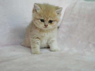 Andrew - British Shorthair - Gallery Photo #1