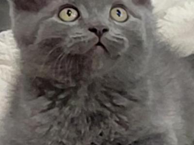 Winston - Domestic - Gallery Photo #1