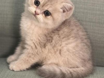 Audrey Reserved By Lucy - British Shorthair - Gallery Photo #1