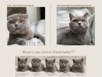 Classic Scottish British Shorthair Mix - British Shorthair - Gallery Photo #1