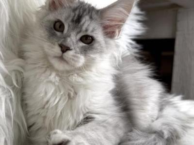 LUCKY - Maine Coon - Gallery Photo #1