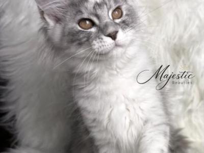 RAINBOW - Maine Coon - Gallery Photo #1