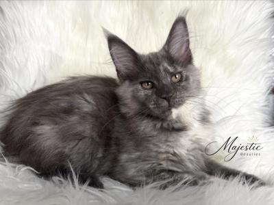 BLOSSOM - Maine Coon - Gallery Photo #1