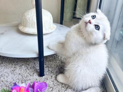 Fluffy - Scottish Fold - Gallery Photo #1