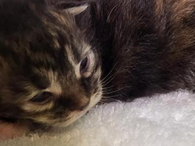 Greenjack ApexNC - Maine Coon - Gallery Photo #1