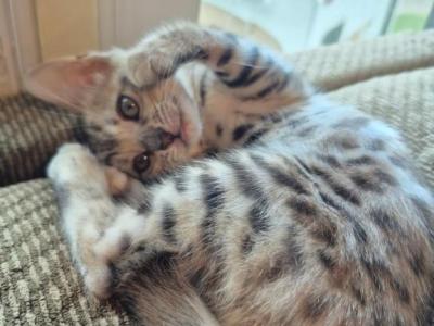 Bengal Silver Female - Bengal - Gallery Photo #1