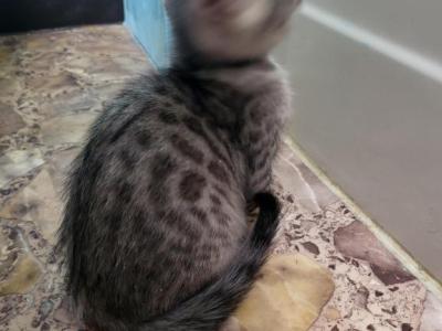 Skye Bengalese Litter - Bengal - Gallery Photo #1