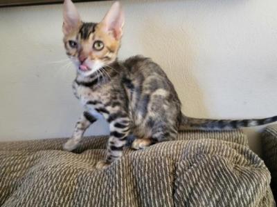 TICA Registered Bengal Male - Bengal - Gallery Photo #1