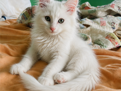 Maine Coon Kittens - Maine Coon - Gallery Photo #1