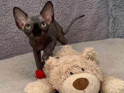 Anastasia - Sphynx - Gallery Photo #1