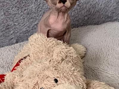 Alessa - Sphynx - Gallery Photo #1