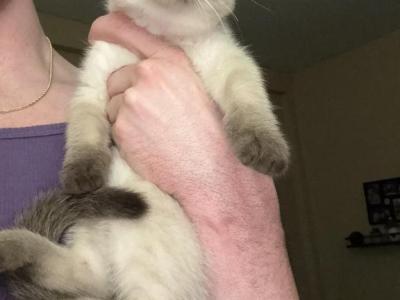 Male Siamese Seal Point - Siamese - Gallery Photo #1
