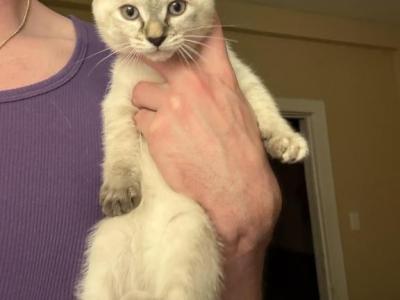 Female Siamese Lynx Point - Siamese - Gallery Photo #1
