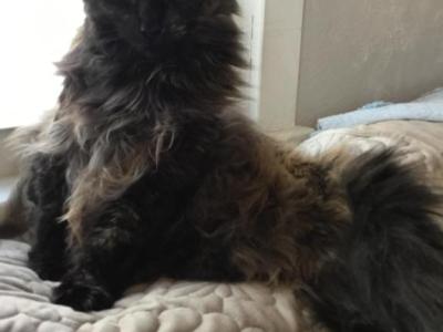 Luna - American Longhair - Gallery Photo #1