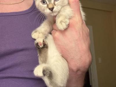 Female Lynx Point Siamese - Siamese - Gallery Photo #1