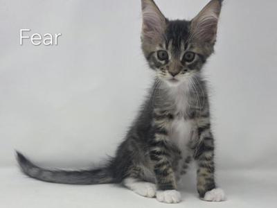 Fear - Maine Coon - Gallery Photo #1