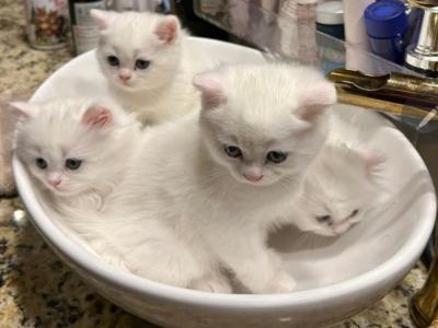 Alex - British Shorthair - Gallery Photo #1