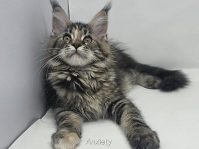 Anxiety - Maine Coon - Gallery Photo #1