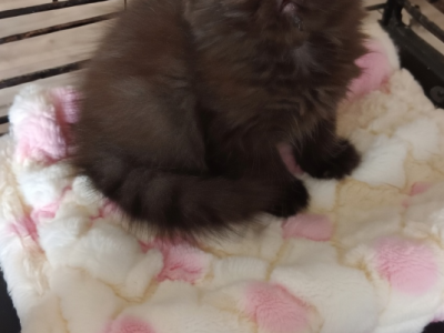 Tica Black Exotic Shorthair Kittens - Exotic - Gallery Photo #1