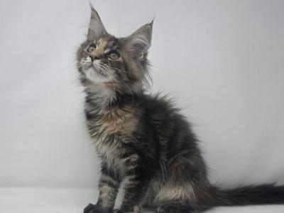 Embarrassment - Maine Coon - Gallery Photo #1