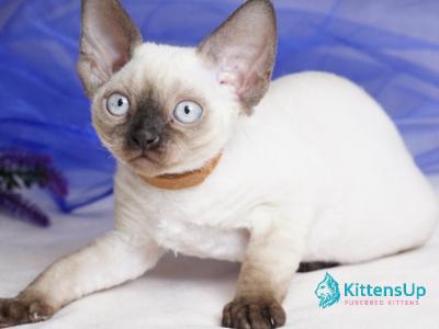Oreo - Devon Rex - Gallery Photo #1