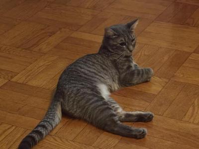 Sunflower - American Shorthair - Gallery Photo #1