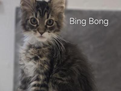 Bing Bong - Maine Coon - Gallery Photo #1