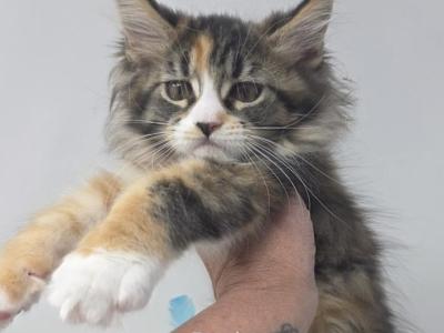 Darla - Maine Coon - Gallery Photo #1