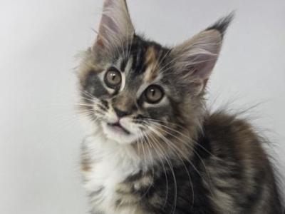 DD - Maine Coon - Gallery Photo #1